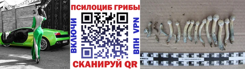 MEGA ТОР  Городец  Псилоцибиновые грибы Psilocybine cubensis  как найти  